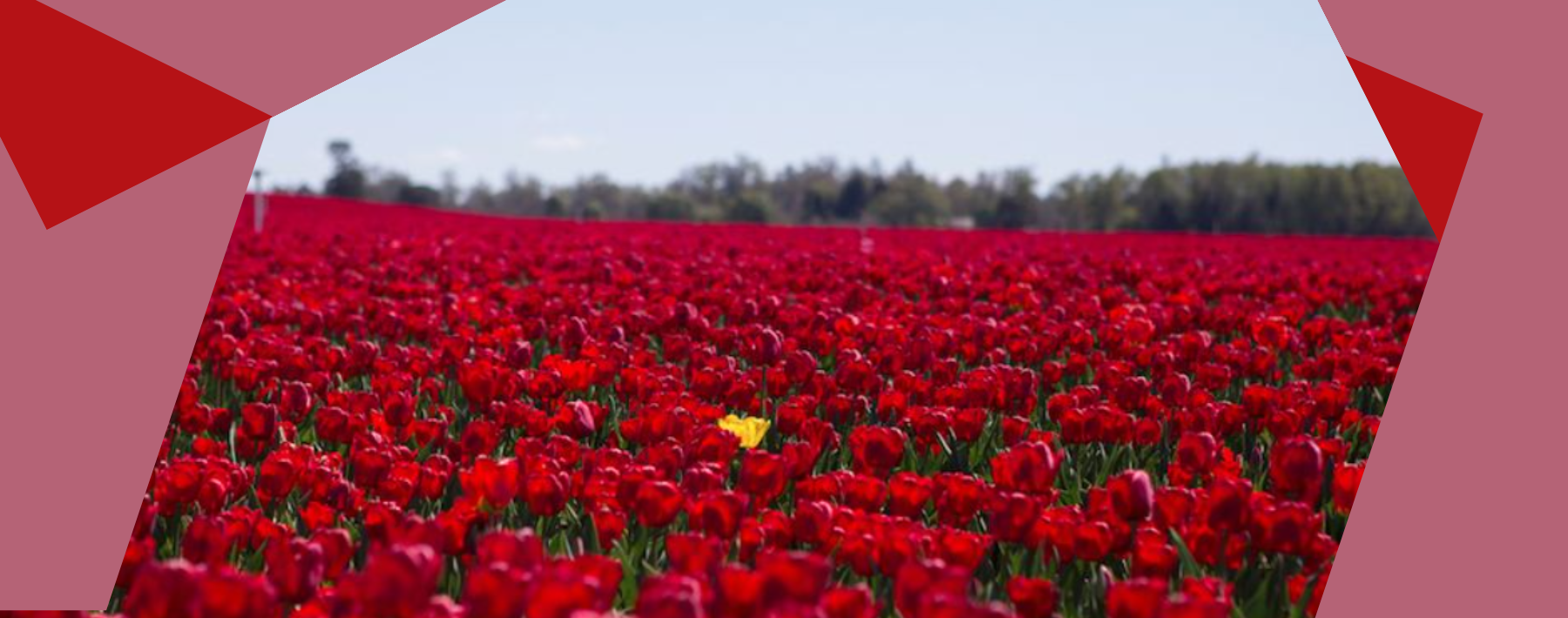 Las Flores de La Reina