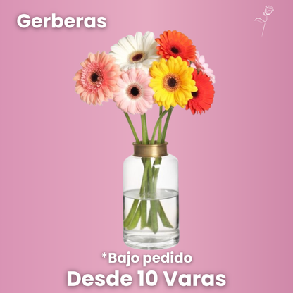 Gerberas - Ramo Exclusivo (desde 10 Varas)