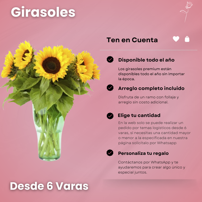 Girasoles - Ramo Premium (6, 12 o 18 Varas)