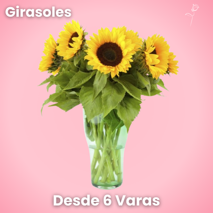 Girasoles - Ramo Premium (6, 12 o 18 Varas)