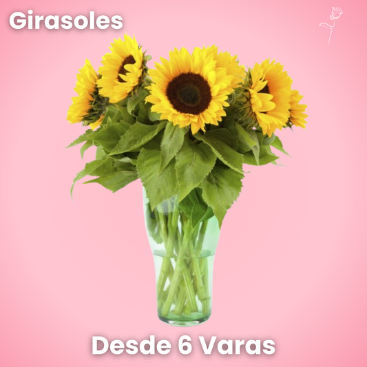 Girasoles - Ramo Premium (6, 12 o 18 Varas)