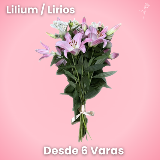 Lilium - Ramo Premium (6, 12 o 18 Varas)