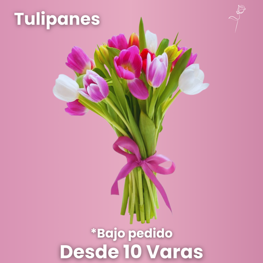 Tulipanes - Ramo Exclusivo (desde 10 Varas)