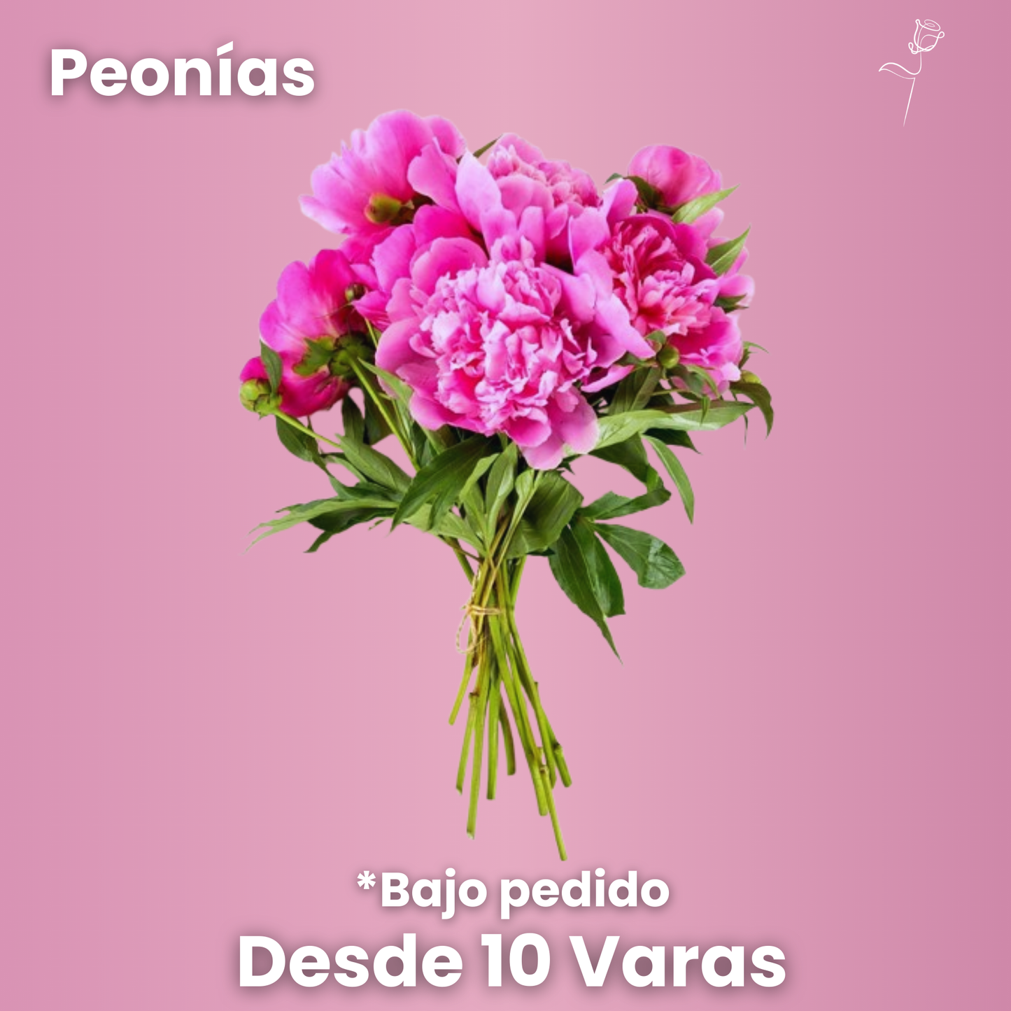 Peonías - Ramo Exclusivo (desde 10 Varas)